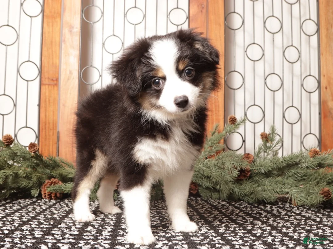 Miniature Australian Shepherd dogs for sale: Scarlette - Ad 2