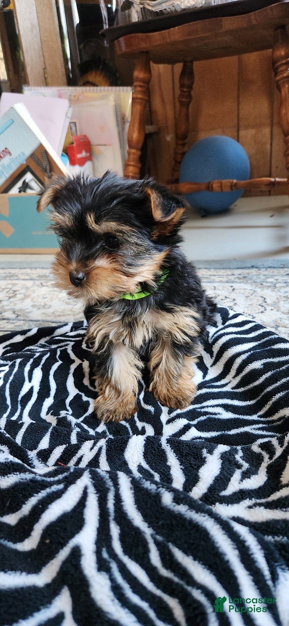 Yorkshire Terrier dogs Edwin - Ad 2