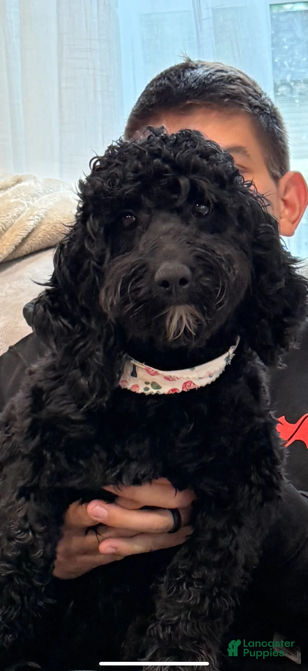 Mini Goldendoodle dogs for sale: CiCi - Ad 4