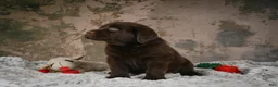 Labrador Retriever dogs for sale: Scout - Ad 4
