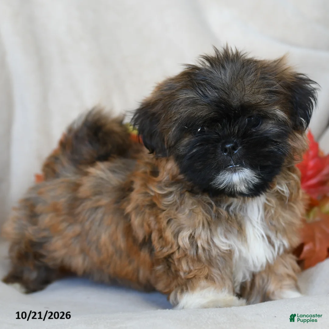 Shih Tzu dogs for sale: Trinket - Ad 1
