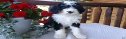 Mini Bernedoodle dogs for sale: Bryson - Ad 7