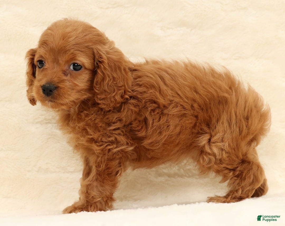 Cockapoo dogs for sale: Cassidy - Ad 8