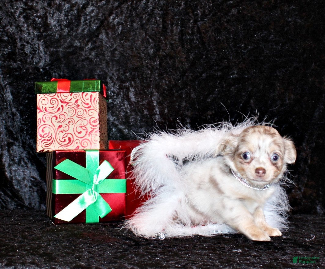 Chihuahua dogs Tuscany - Ad 38