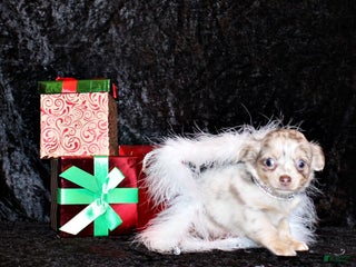 Chihuahua dogs Tuscany - Ad 38