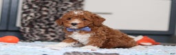 Goldendoodle dogs for sale: Falco - Ad 10