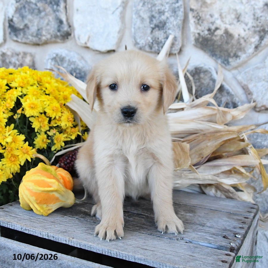 Golden Retriever dogs Dixie - Ad 1
