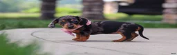 Miniature Dachshund dogs for sale: Agnes - Ad 7