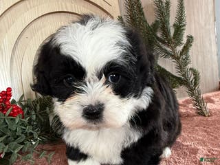 Teddy Bear dogs Stella - Ad 9