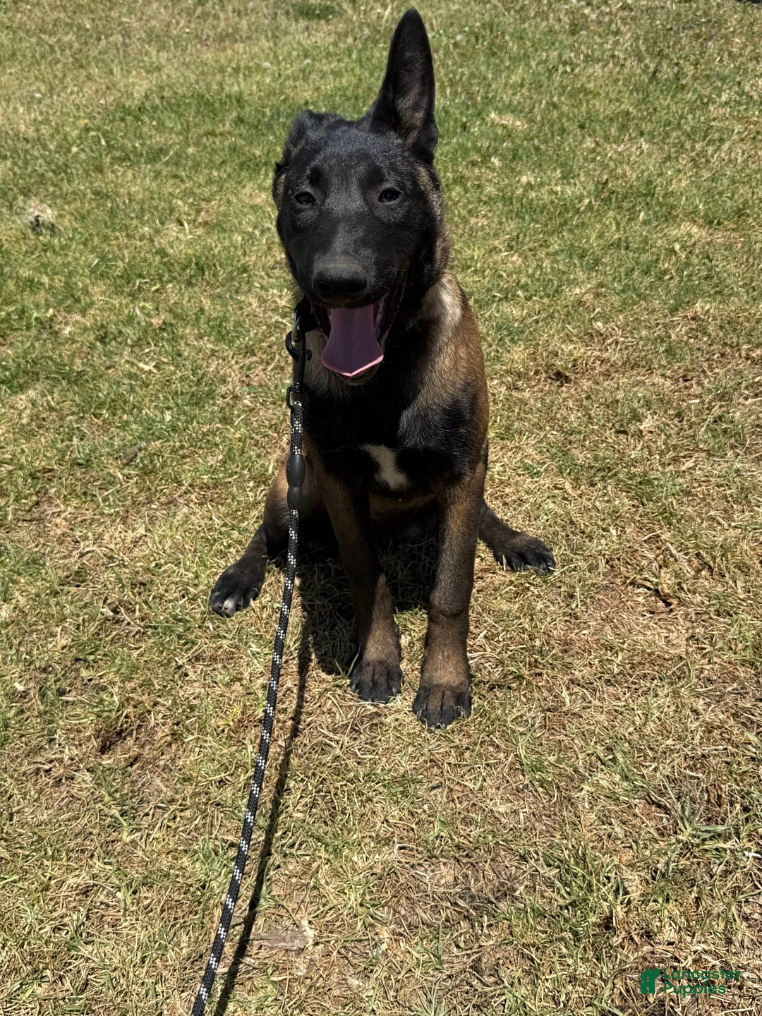 Gallery Image {{count}}