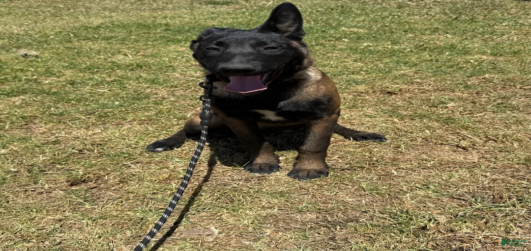 Gallery Image {{count}}