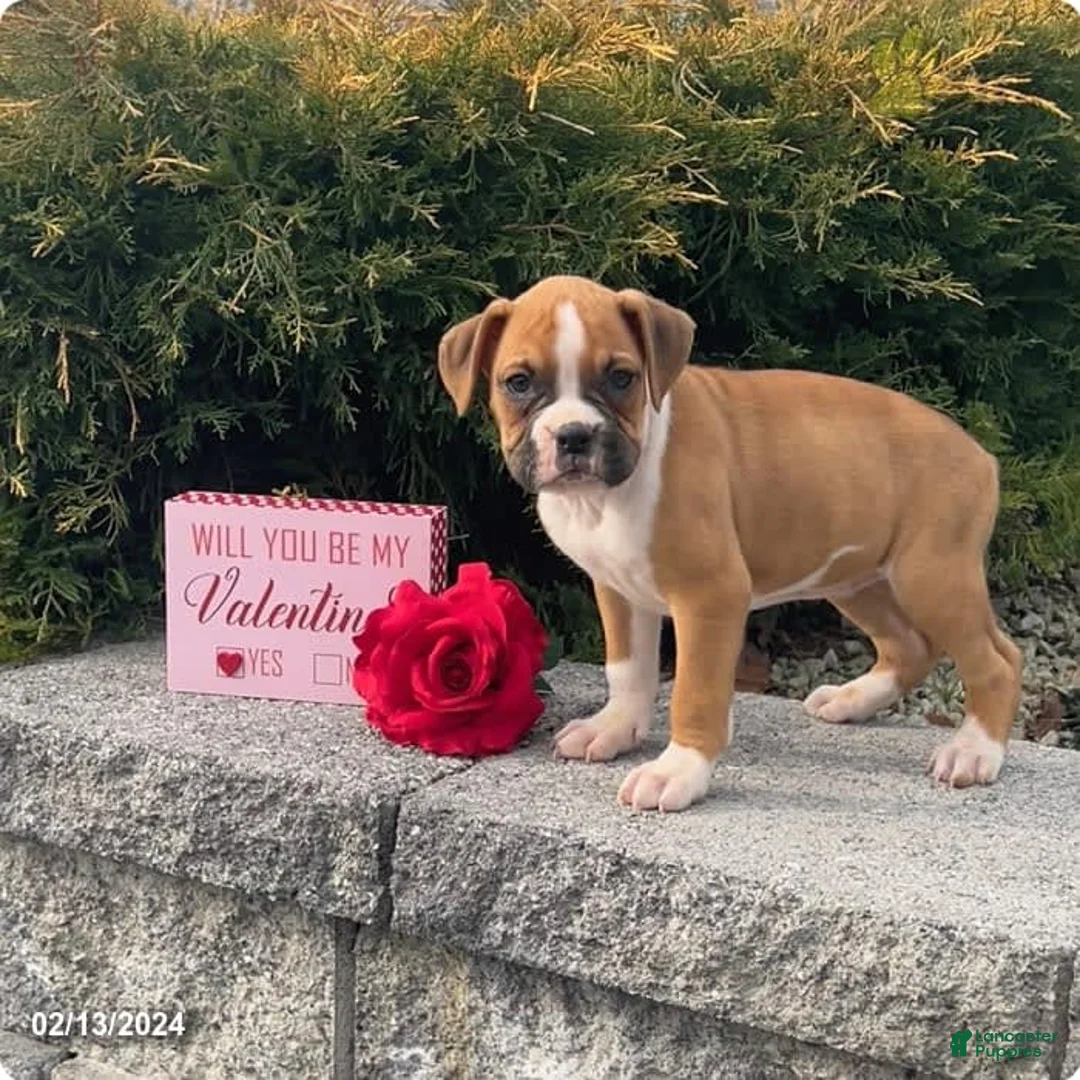 Gallery Image {{count}}