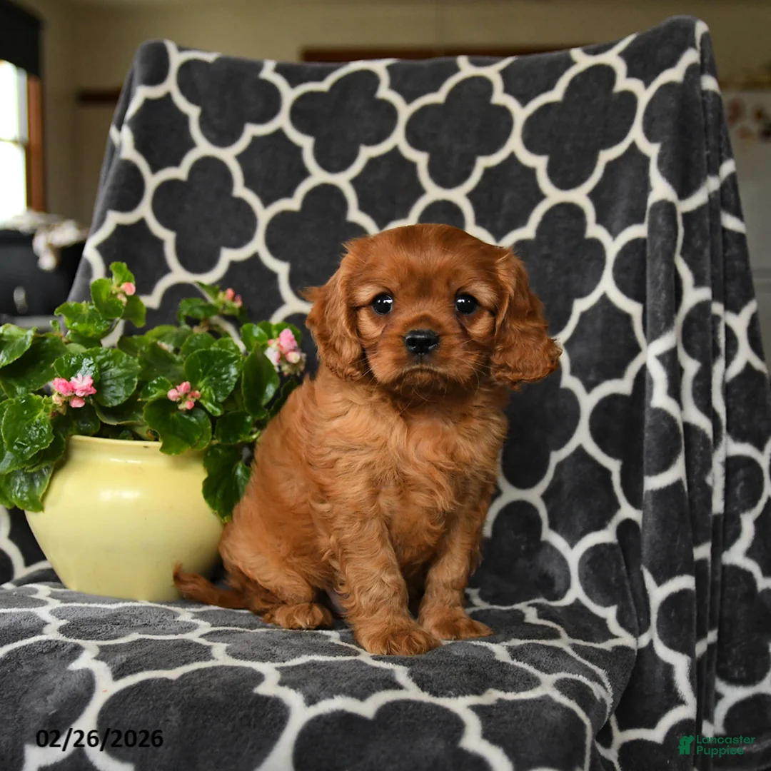 Cavalier King Charles Spaniel dogs for sale: Redhead - Ad 1