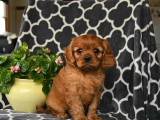 Cavalier King Charles Spaniel dogs for sale: Redhead - Ad 3