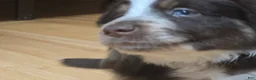Miniature Australian Shepherd dogs for sale: Miniature Australian Shepherd 1 - Ad 7