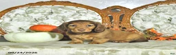 Miniature Dachshund dogs for sale: Hazel - Ad 4