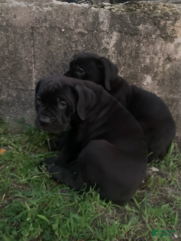 Cane Corso dogs Cane Corso 2 - Ad 2