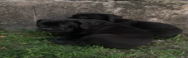 Cane Corso 2
