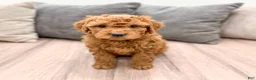 Goldendoodle dogs for sale: Betsy - Ad 4