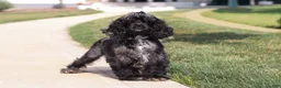 Cocker Spaniel dogs for sale: Boone - Ad 12