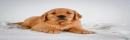 Golden Retriever dogs for sale: Rocky - Ad 12