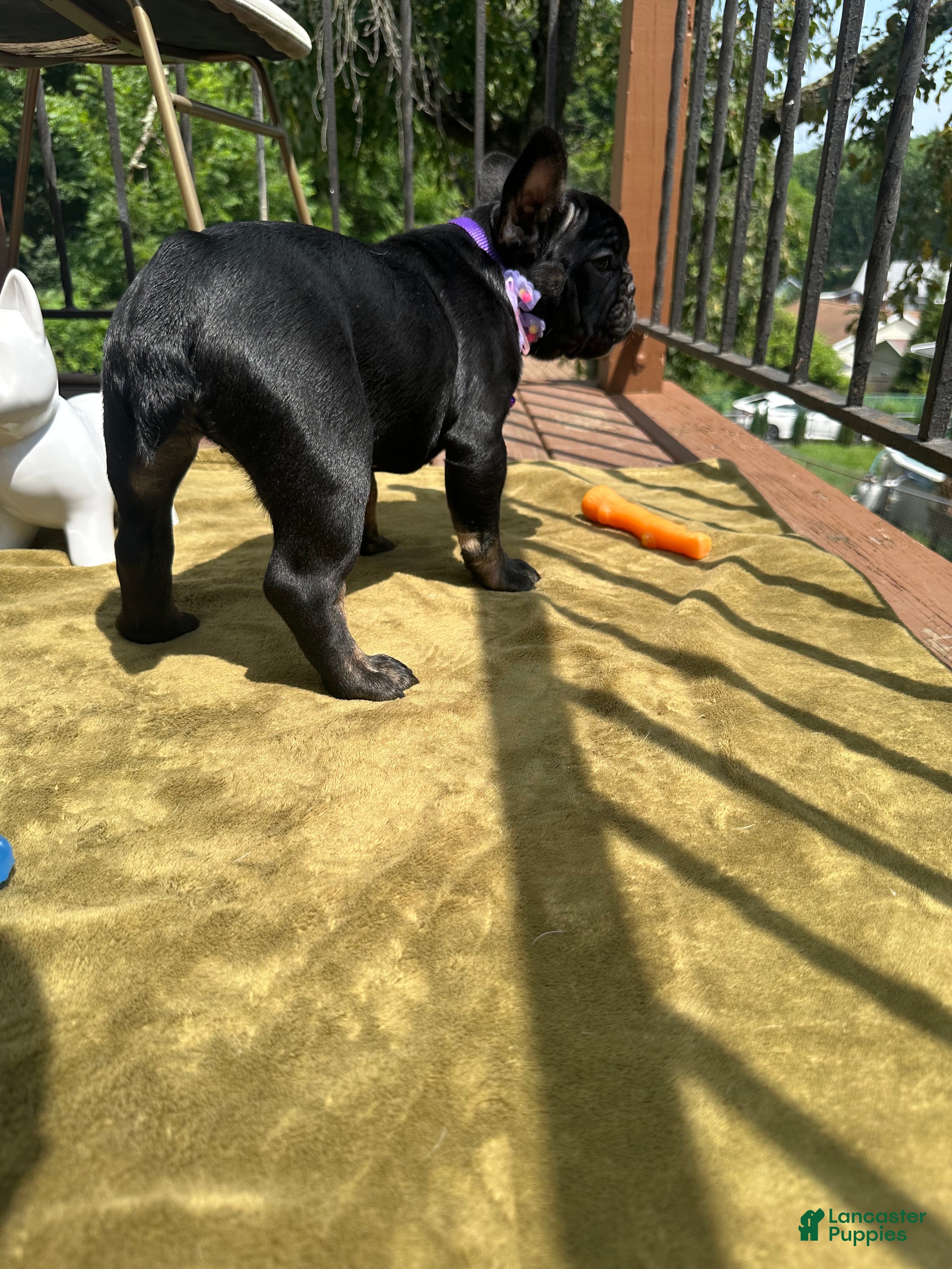 French Bulldog dogs Sesame - Ad 2