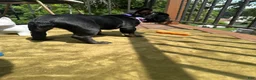 French Bulldog dogs for sale: Sesame - Ad 2