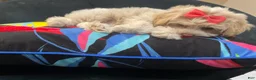 Mixed Breed dogs for sale: LeeLee - Ad 5