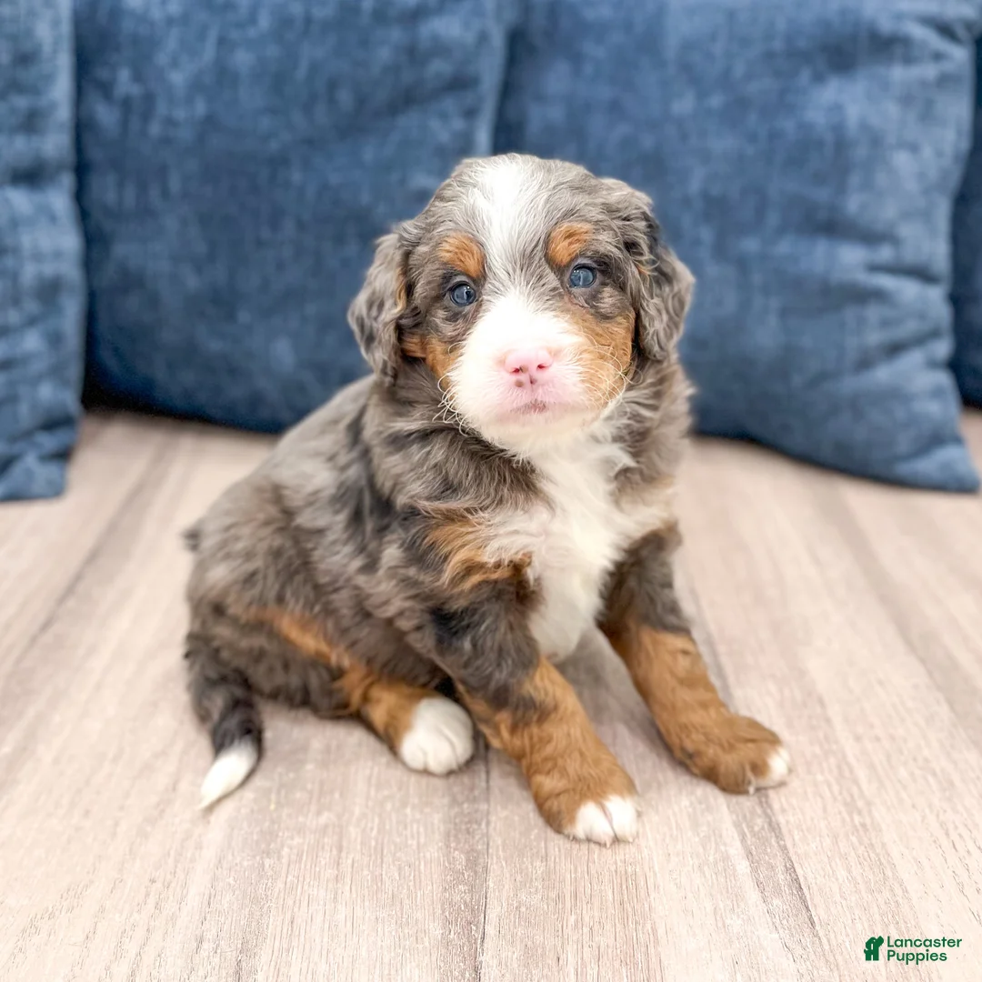 Mini Bernedoodle dogs for sale: Jordan - Ad 1