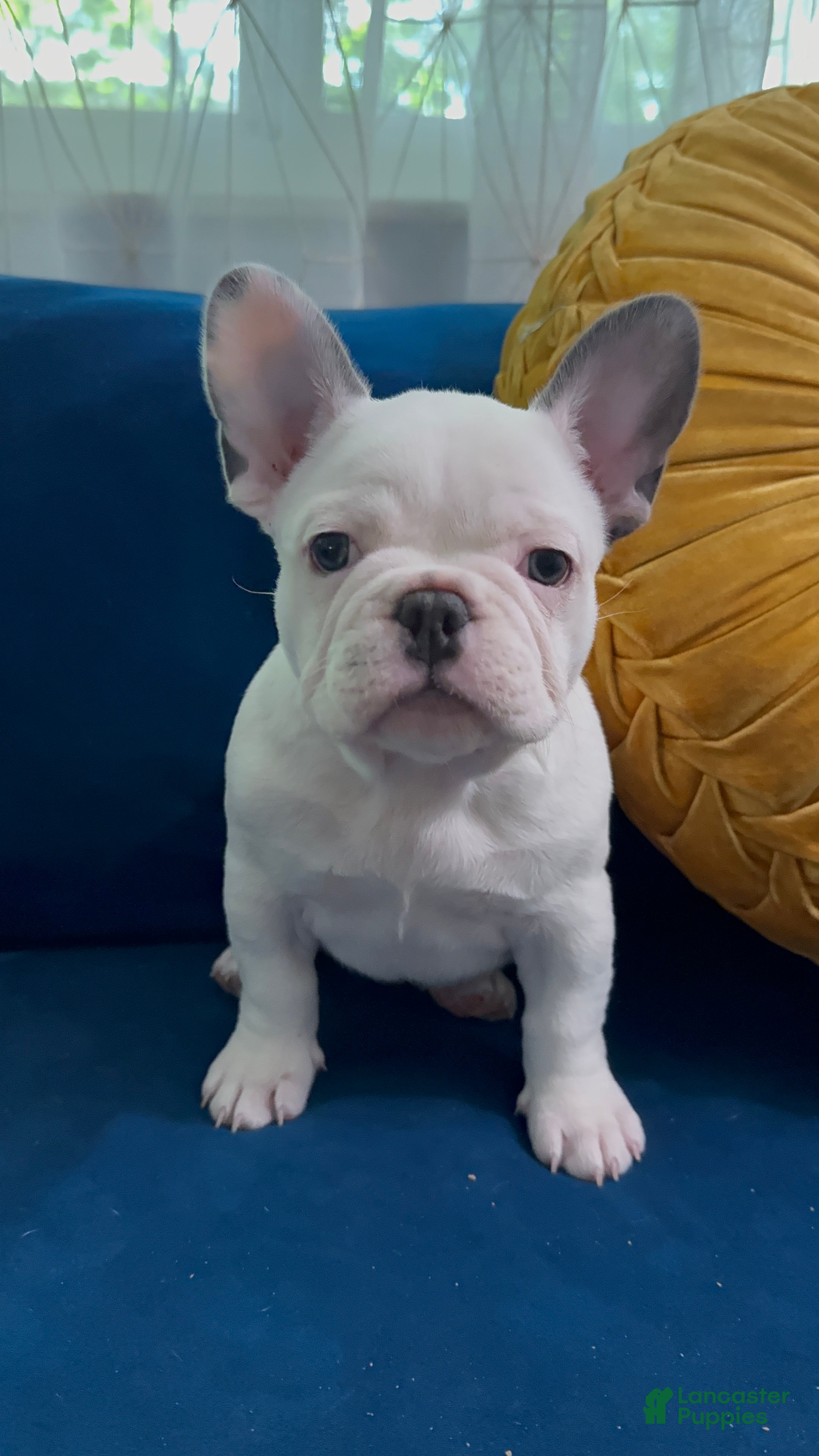 French Bulldog dogs Pua - Ad 2