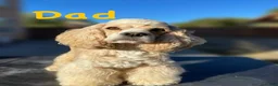 Cocker Spaniel dogs for sale: Steve - Ad 9