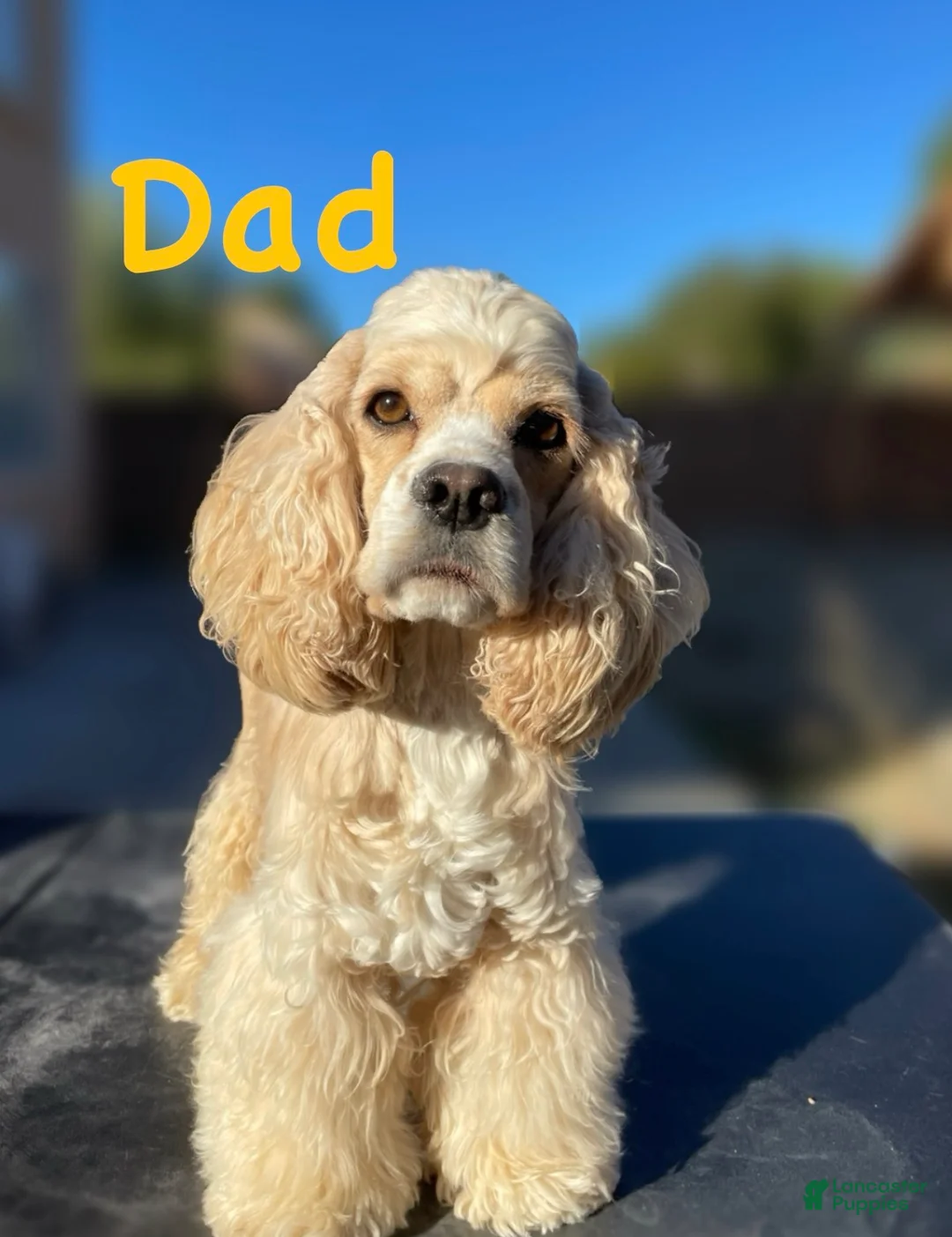 Cocker Spaniel dogs for sale: Steve - Ad 9