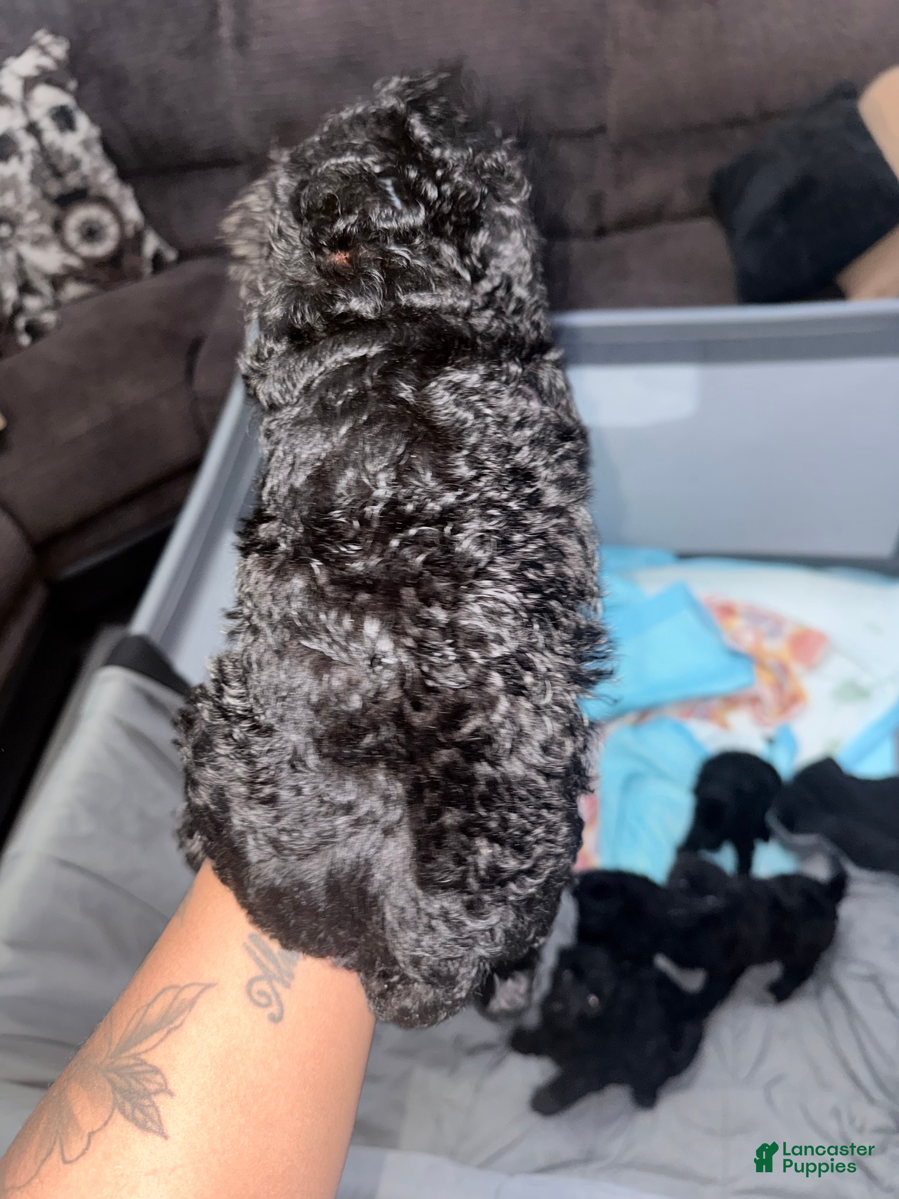 Double Doodle dogs Orange - Ad 3