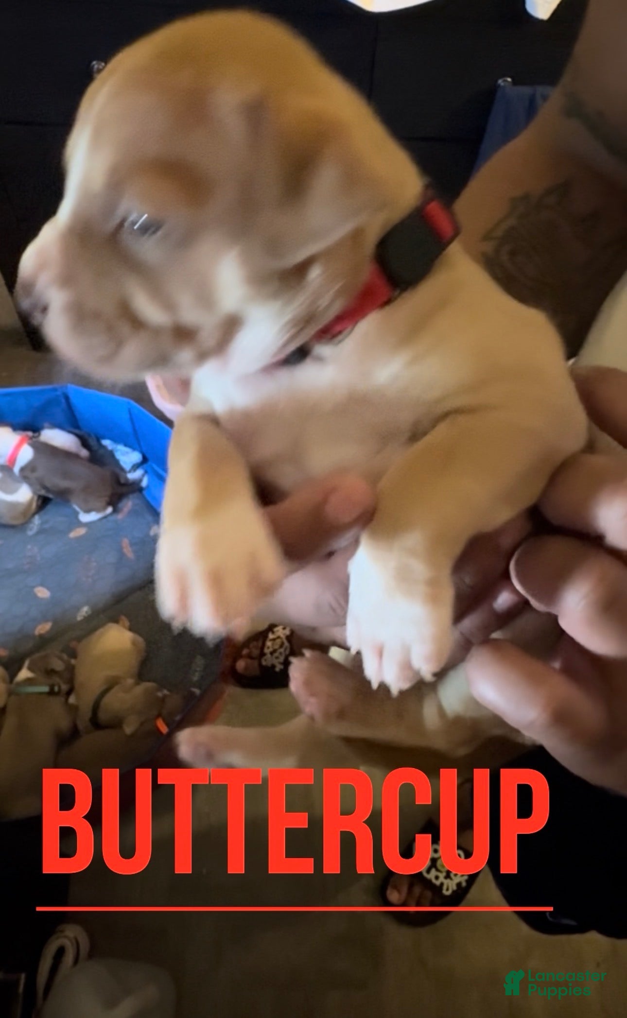 American Pit Bull Terrier dogs American Pit Bull Terrier 6 - Ad 14