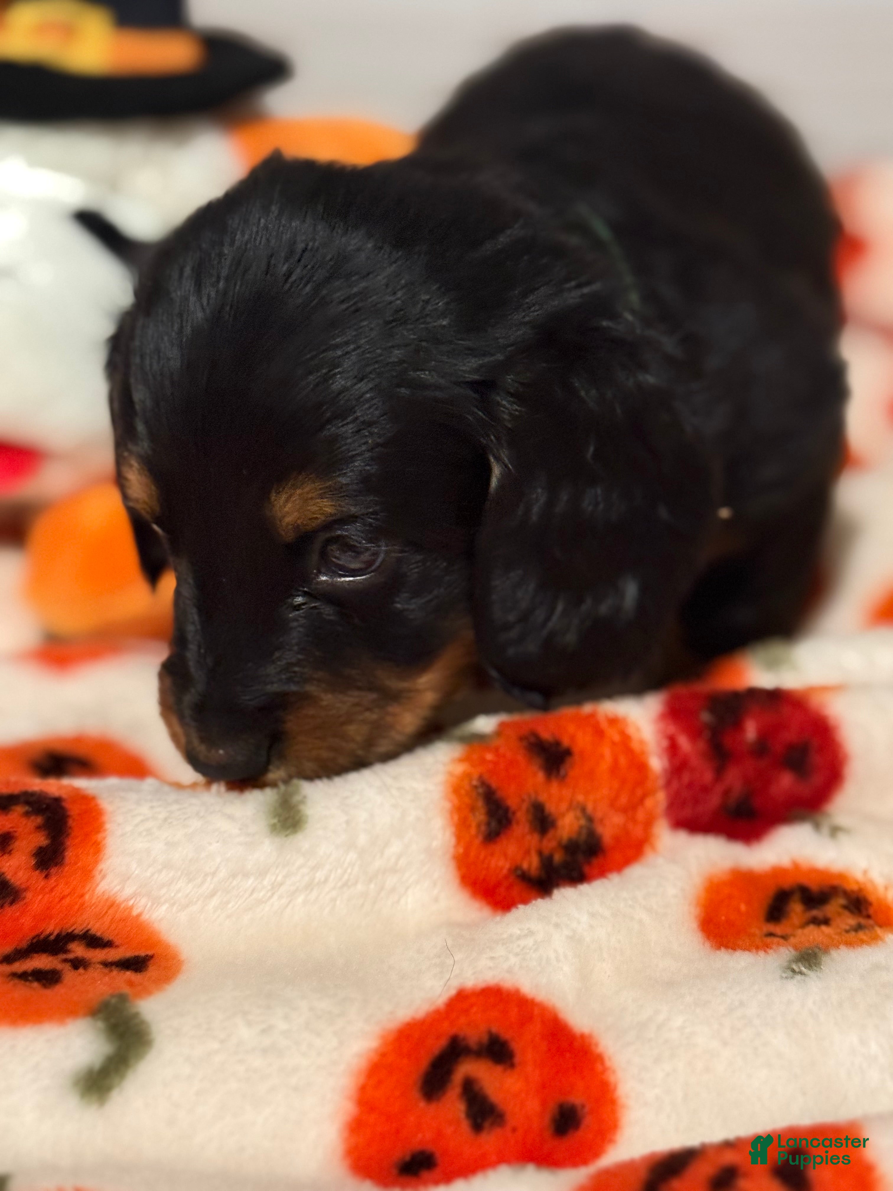 Miniature Dachshund dogs Miniature Dachshund 4 - Ad 8