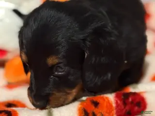 Miniature Dachshund dogs Miniature Dachshund 4 - Ad 6