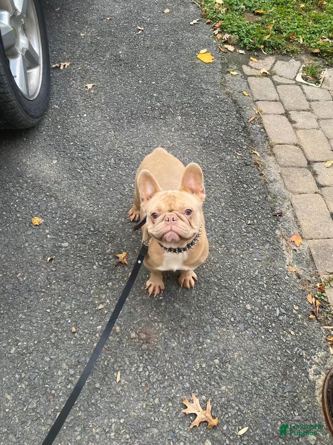 French Bulldog dogs for sale: Isabel  - Ad 2