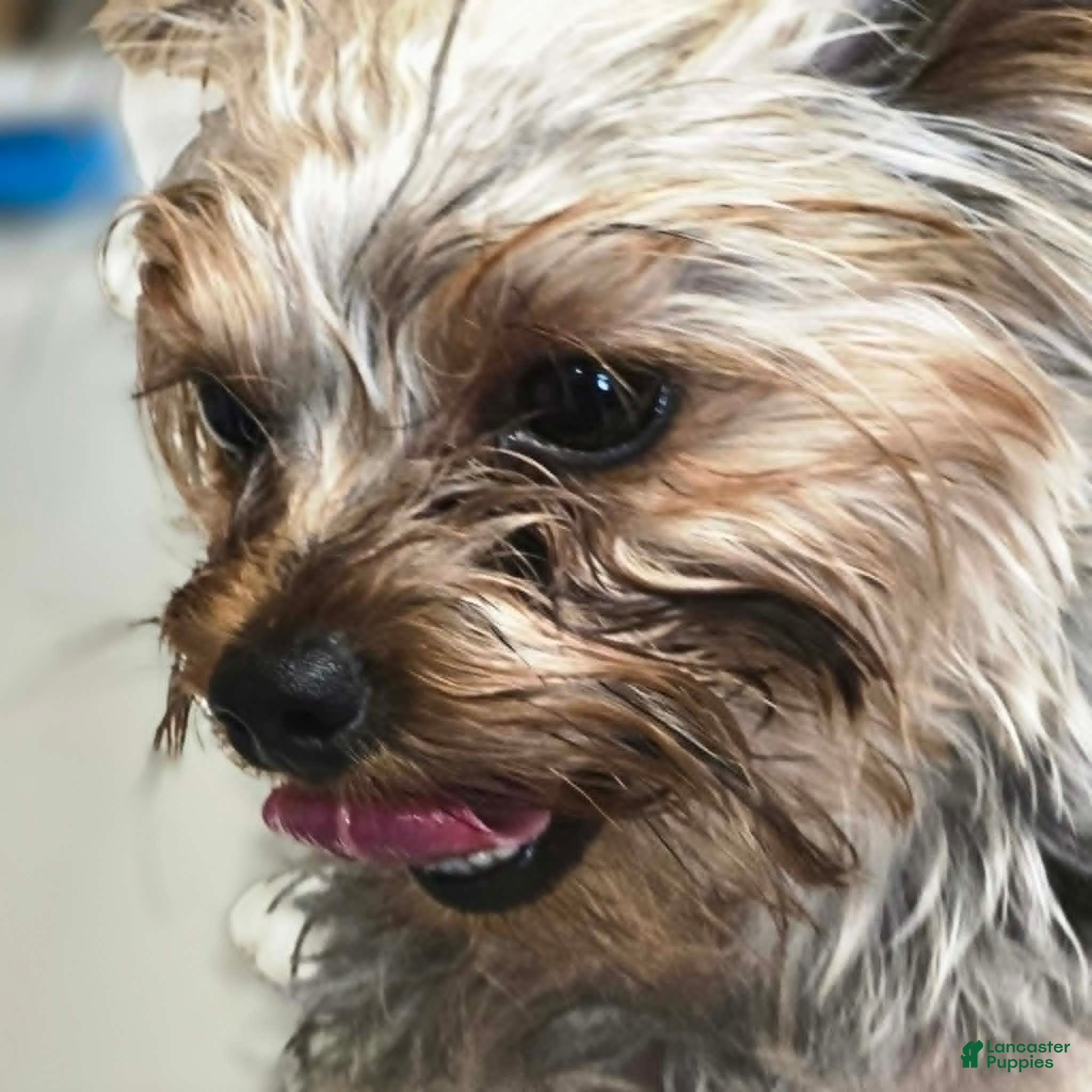 Yorkshire Terrier dogs Edison - Ad 36