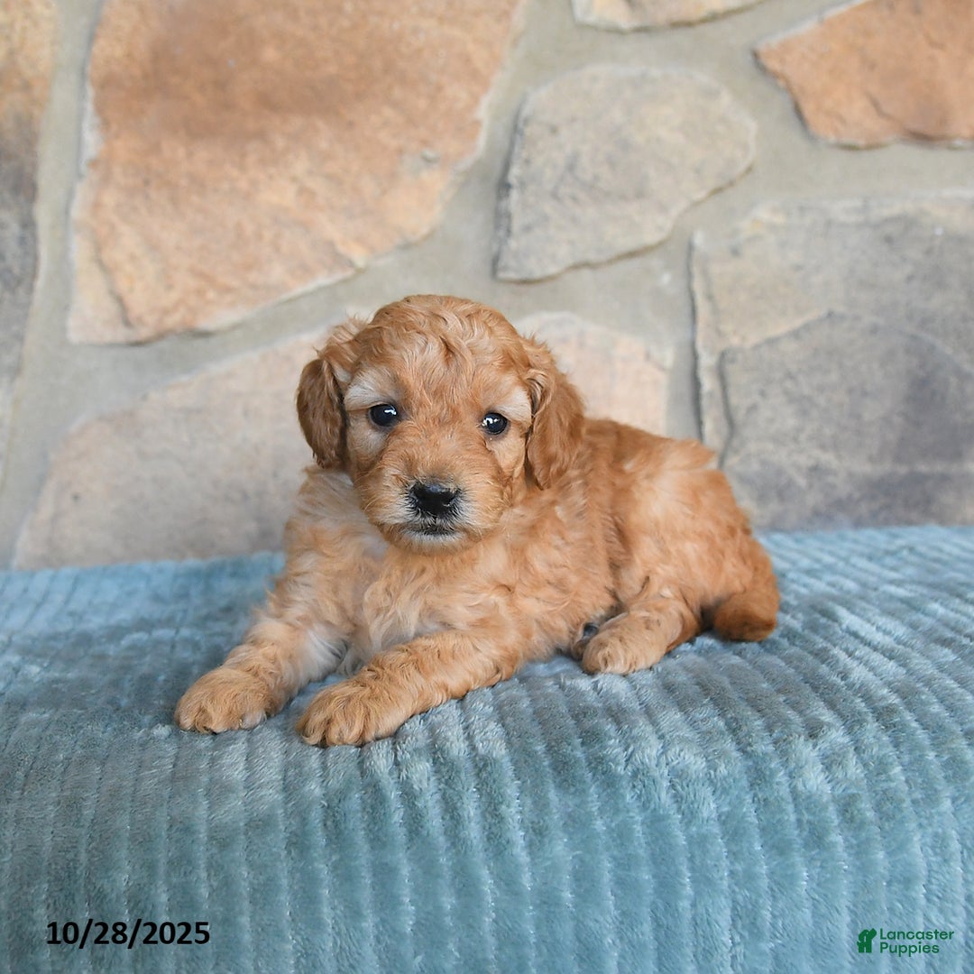 Mini Goldendoodle dogs for sale: Serena   - Ad 8