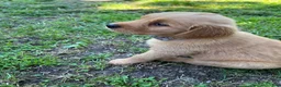 Golden Retriever dogs for sale: Golden Retriever 1 - Ad 4