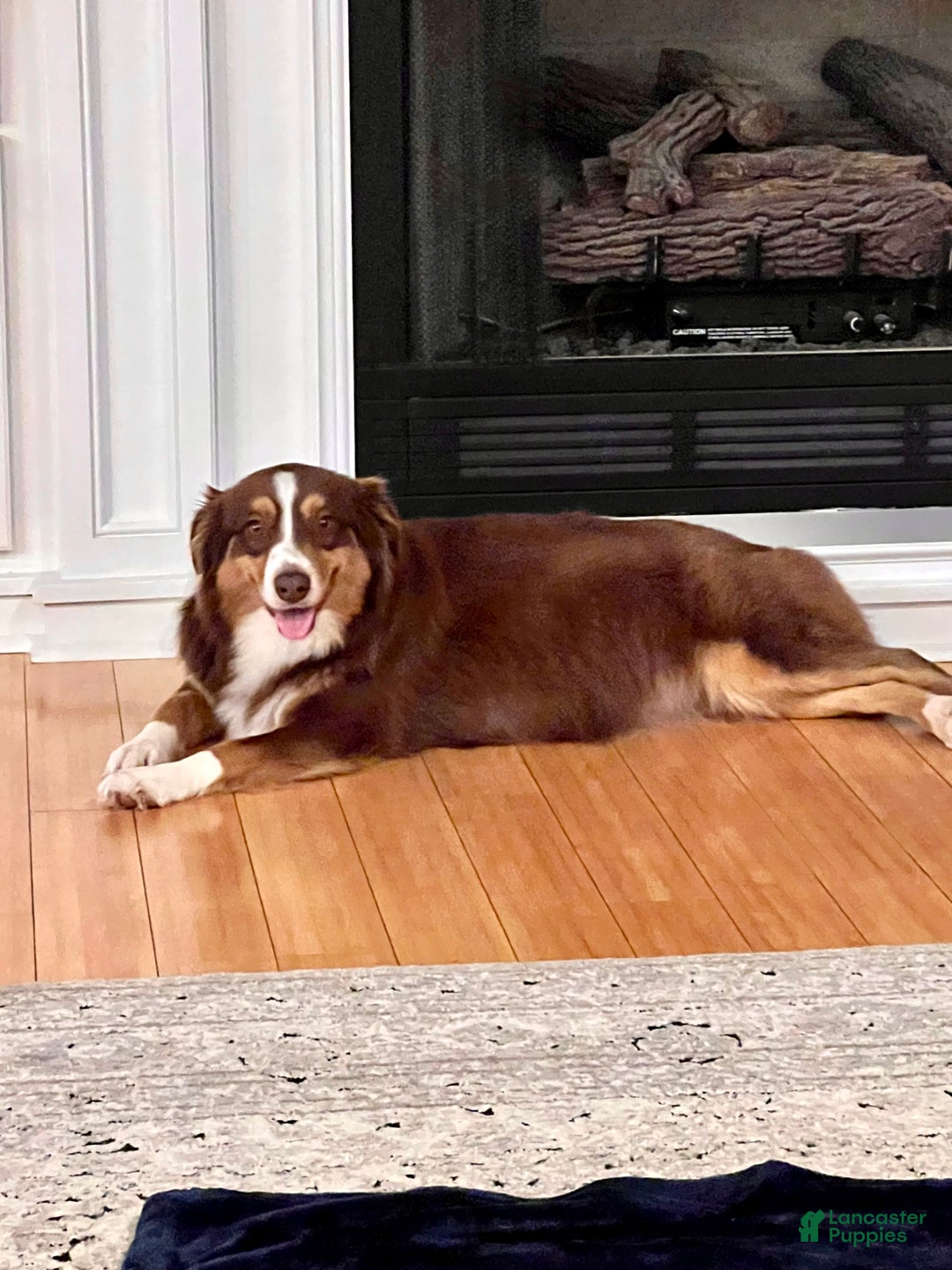 Australian Shepherd dogs for sale: Australian Shepherd Puppy 6 - Ad 4