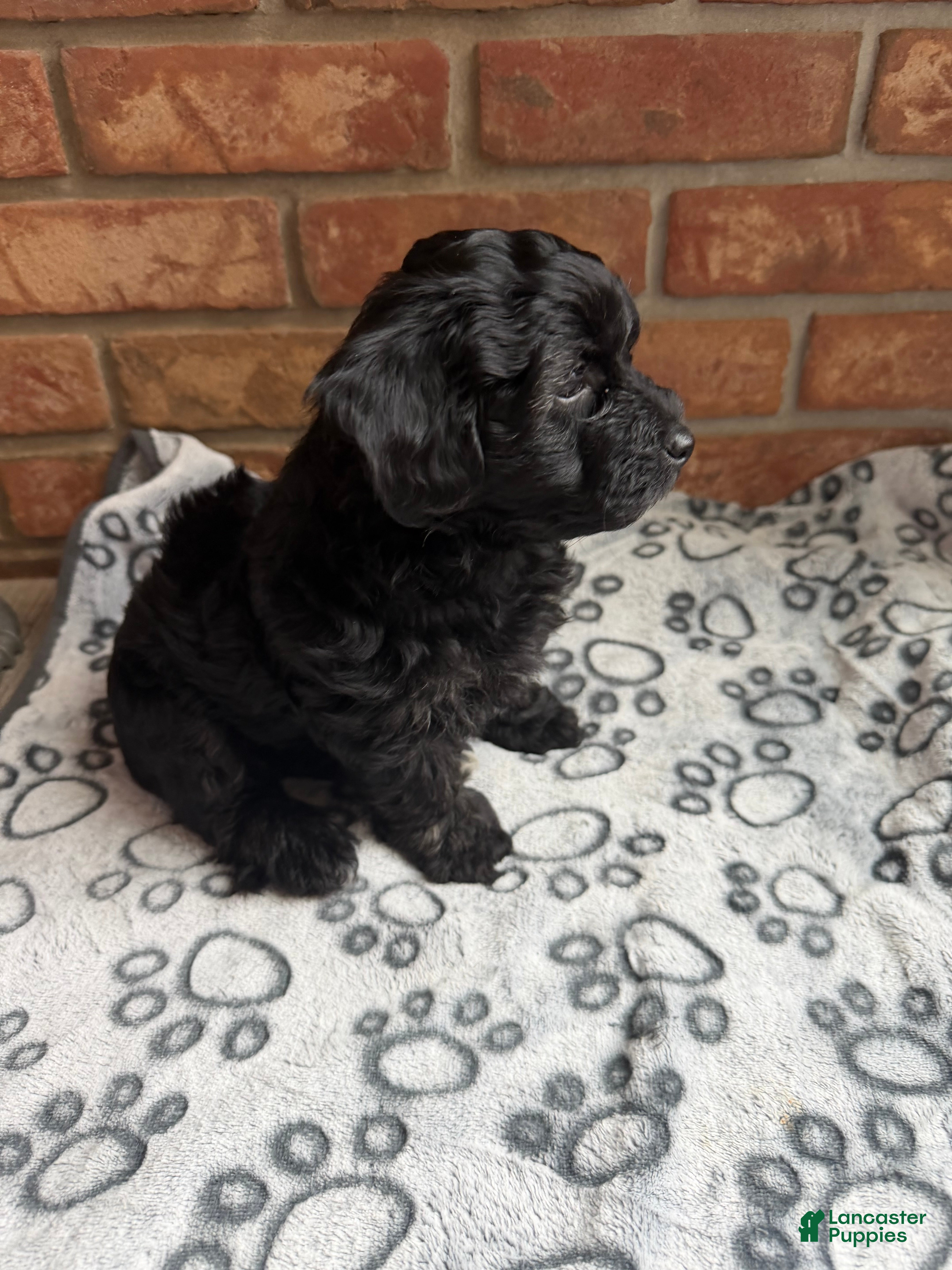 Yorkiepoo dogs Yorkiepoo IRINUS - Ad 1