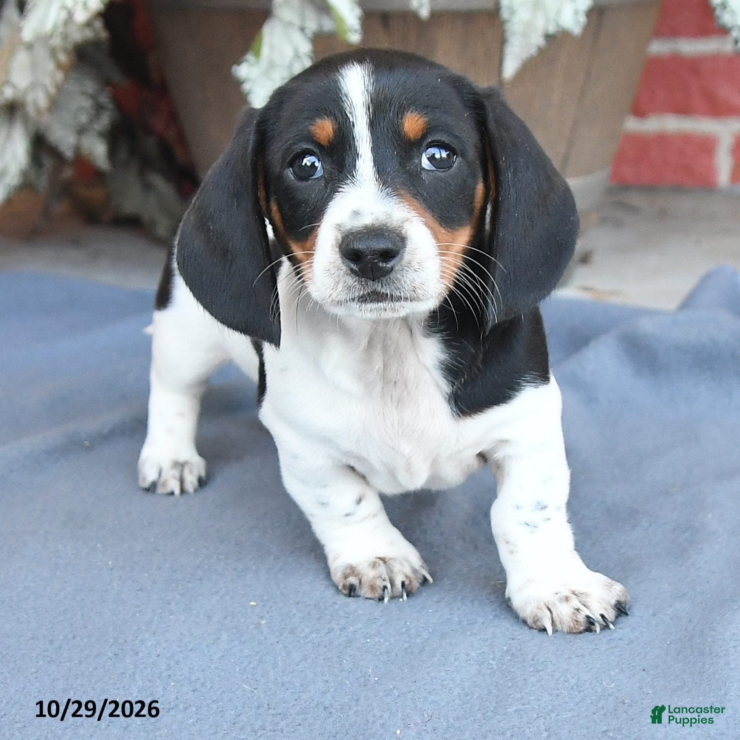 Miniature Dachshund dogs for sale: Prince    - Ad 2