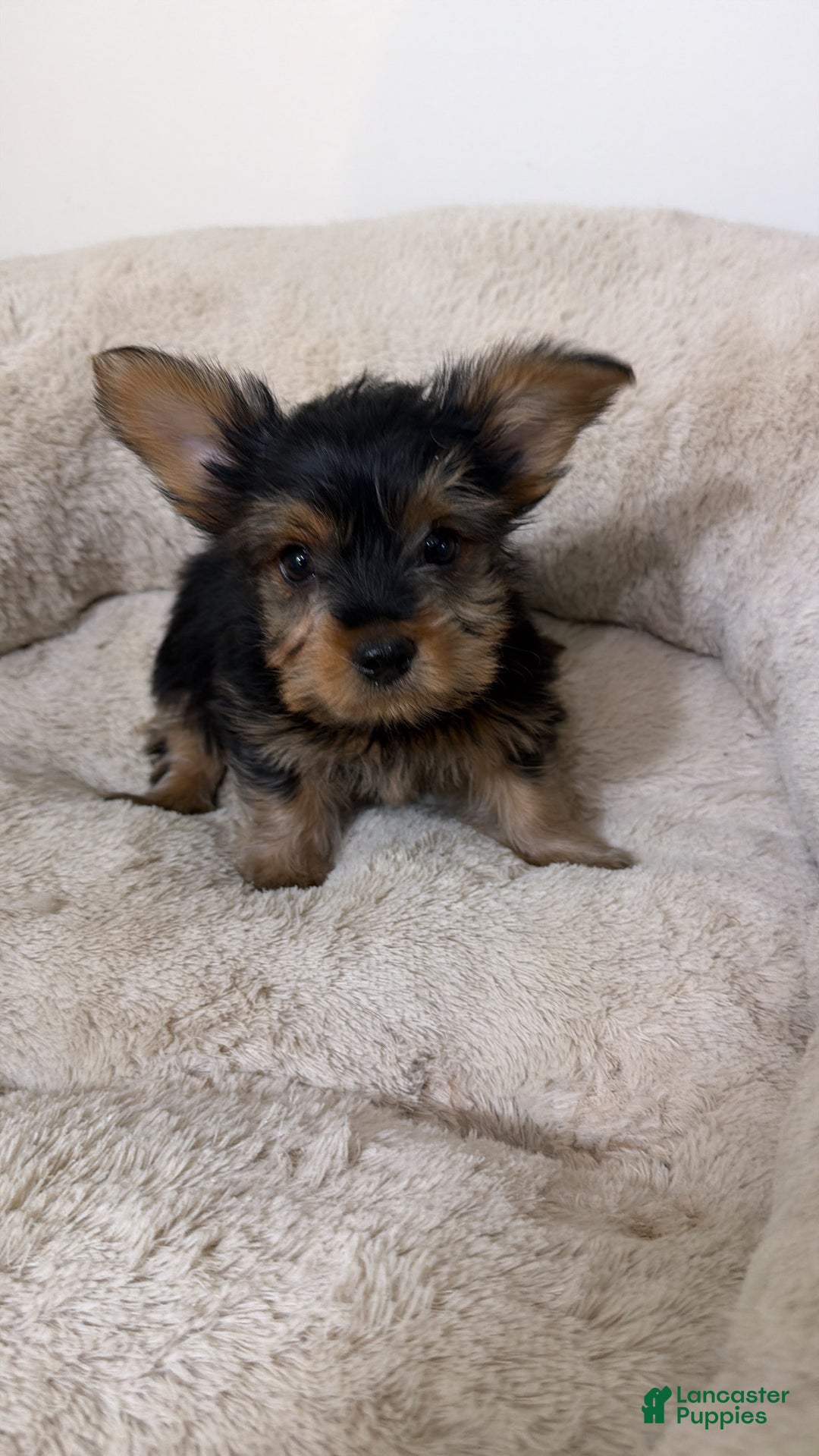 Yorkshire Terrier dogs for sale: Mr Bentley  - Ad 5