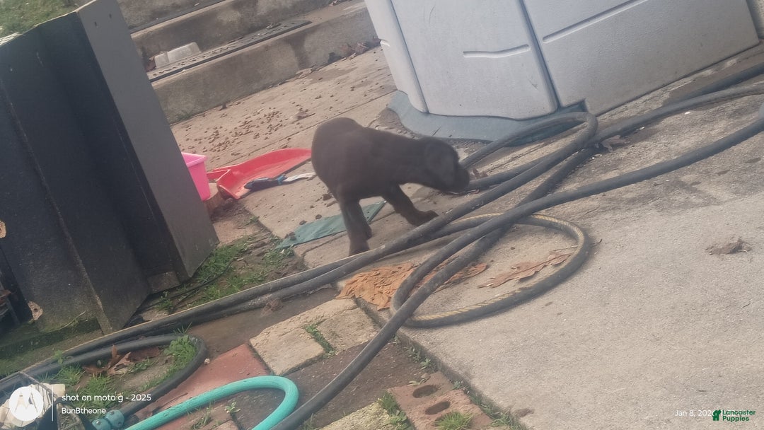 Labrador Retriever dogs for sale: Labrador Retriever Puppy 3 - Ad 3