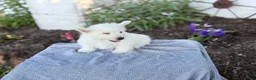 West Highland Terrier dogs for sale: Blazer - Ad 4