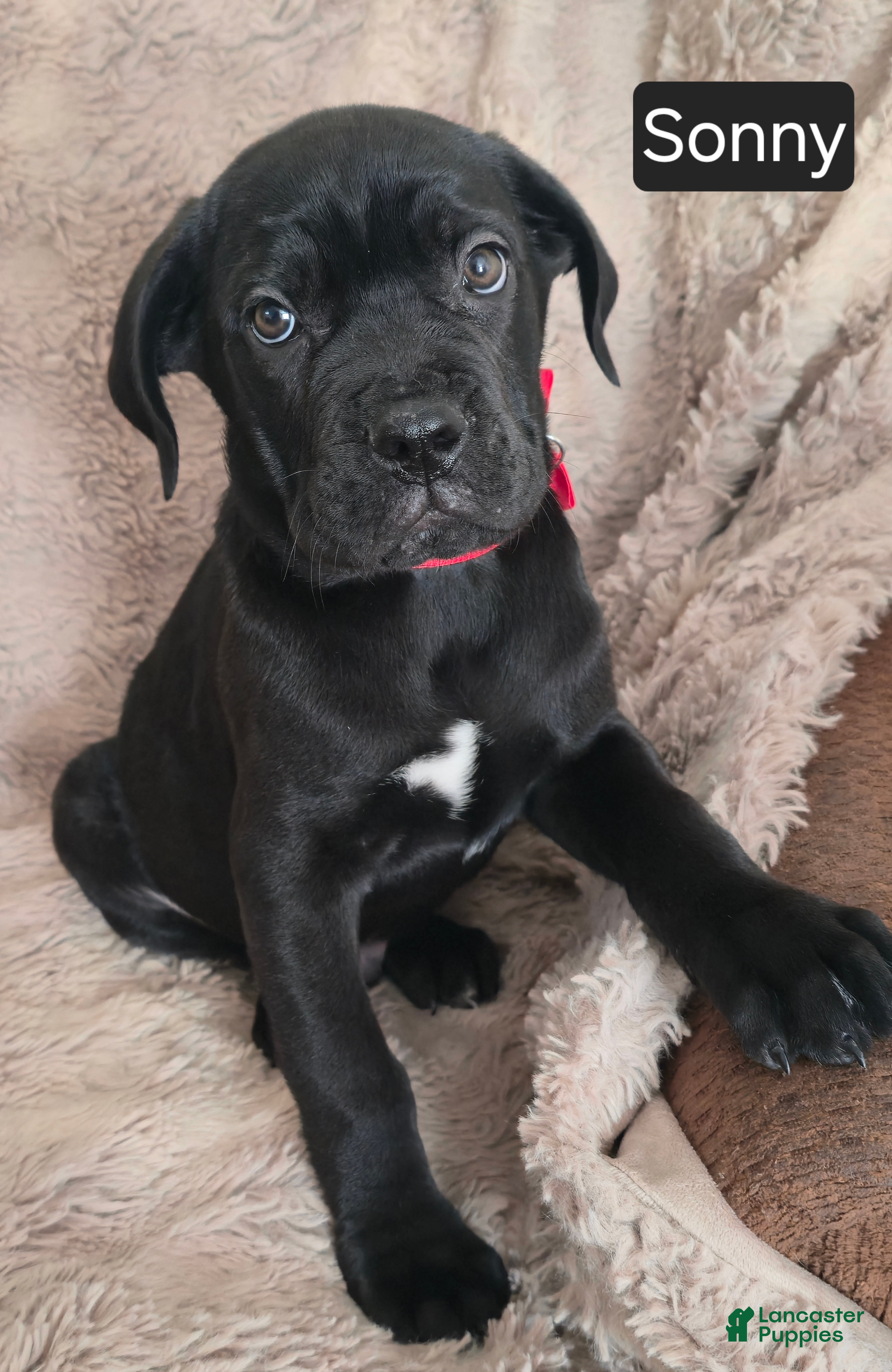 Cane Corso dogs Sonny - Ad 7