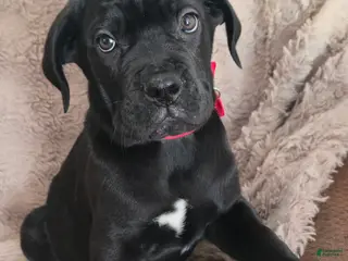 Cane Corso dogs Sonny - Ad 5