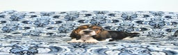 Basset Hound dogs for sale: Hilda - Ad 4