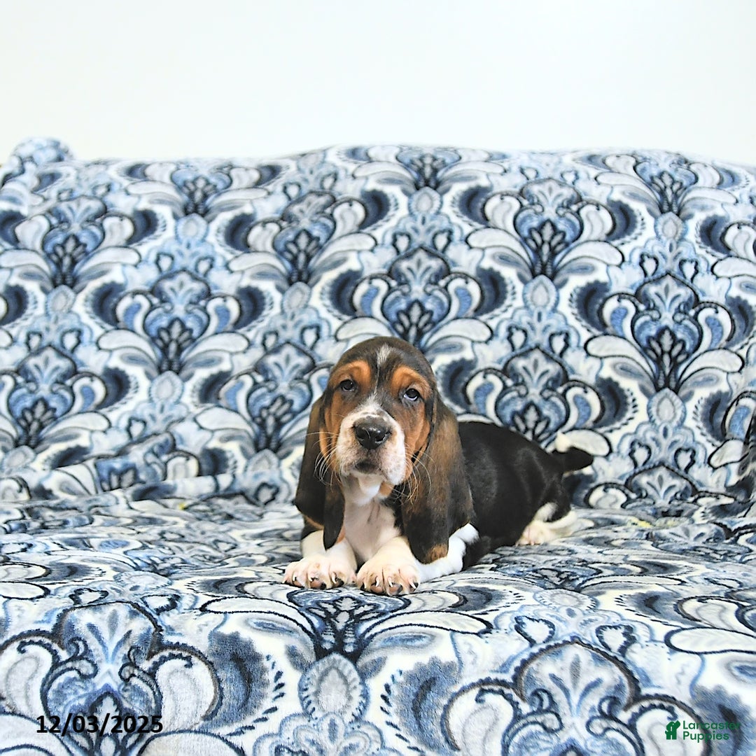 Basset Hound dogs for sale: Hilda - Ad 4